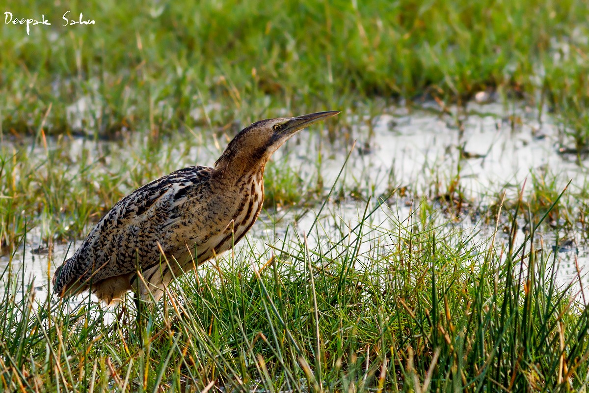 Eurasian Bittern - Deepak Sahu