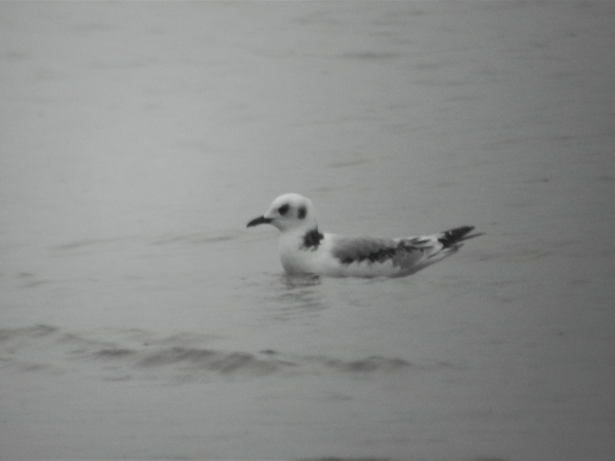 Mouette tridactyle - ML258901091
