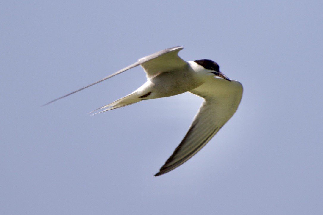 Common Tern - ML258902011