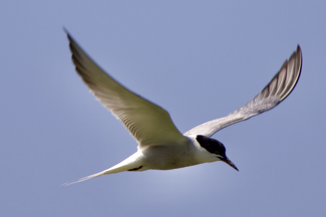 Common Tern - ML258902021