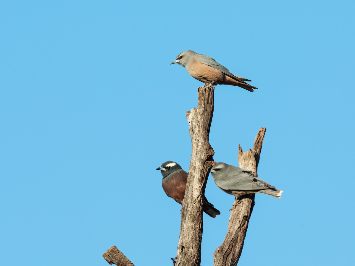White-browed Woodswallow - ML258902551