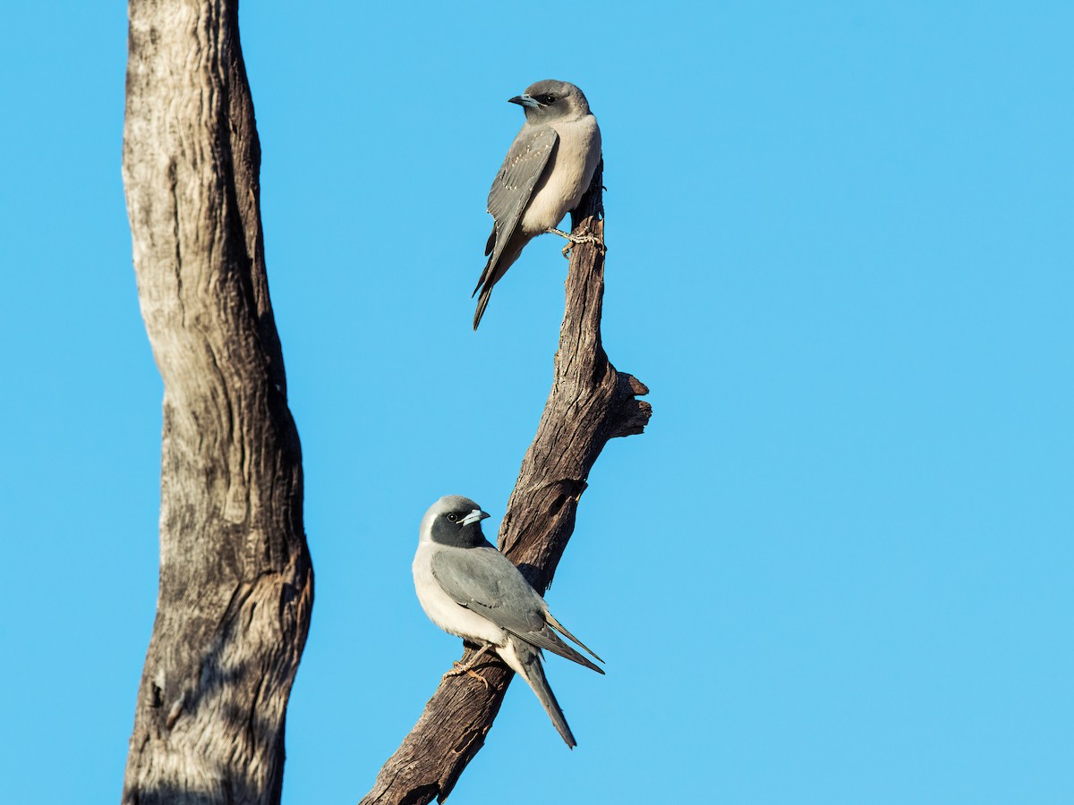 Masked Woodswallow - ML258904511