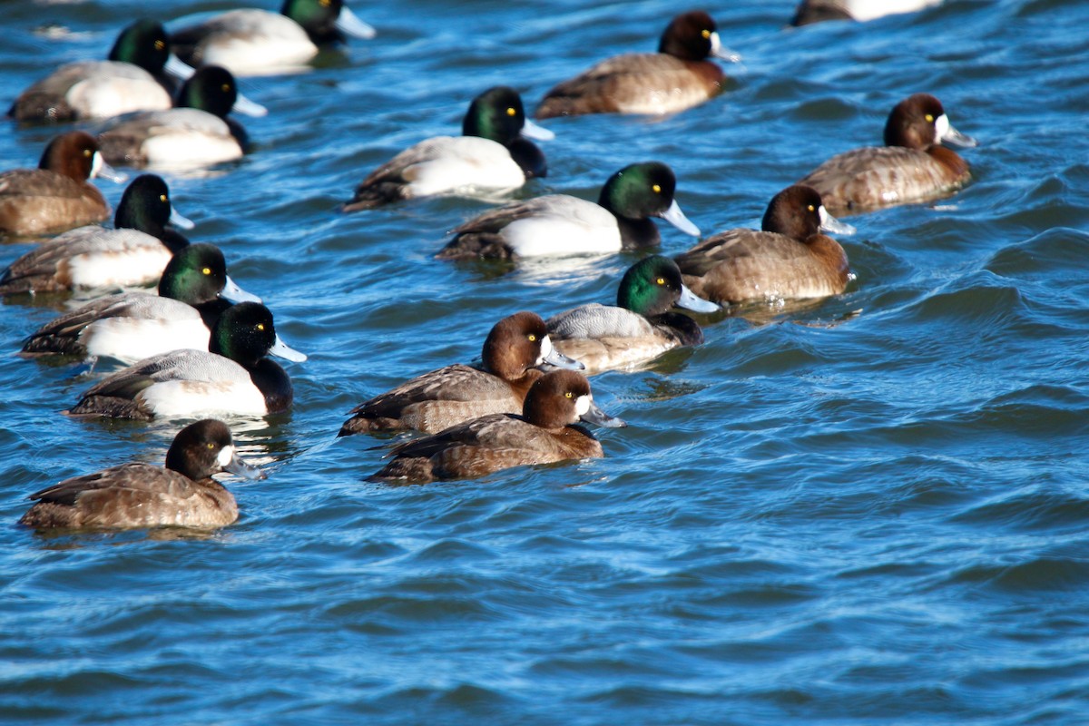 Greater Scaup - ML258905161