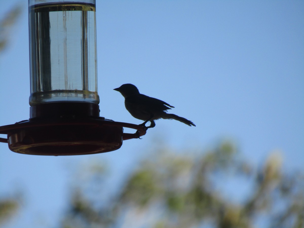 Pájaro Moscón Baloncito - ML258905451