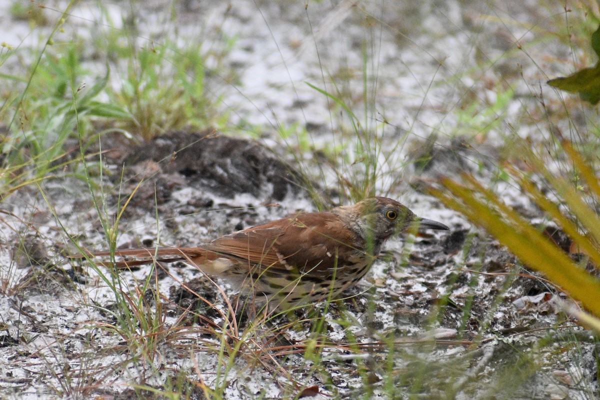 Brown Thrasher - Alena Capek