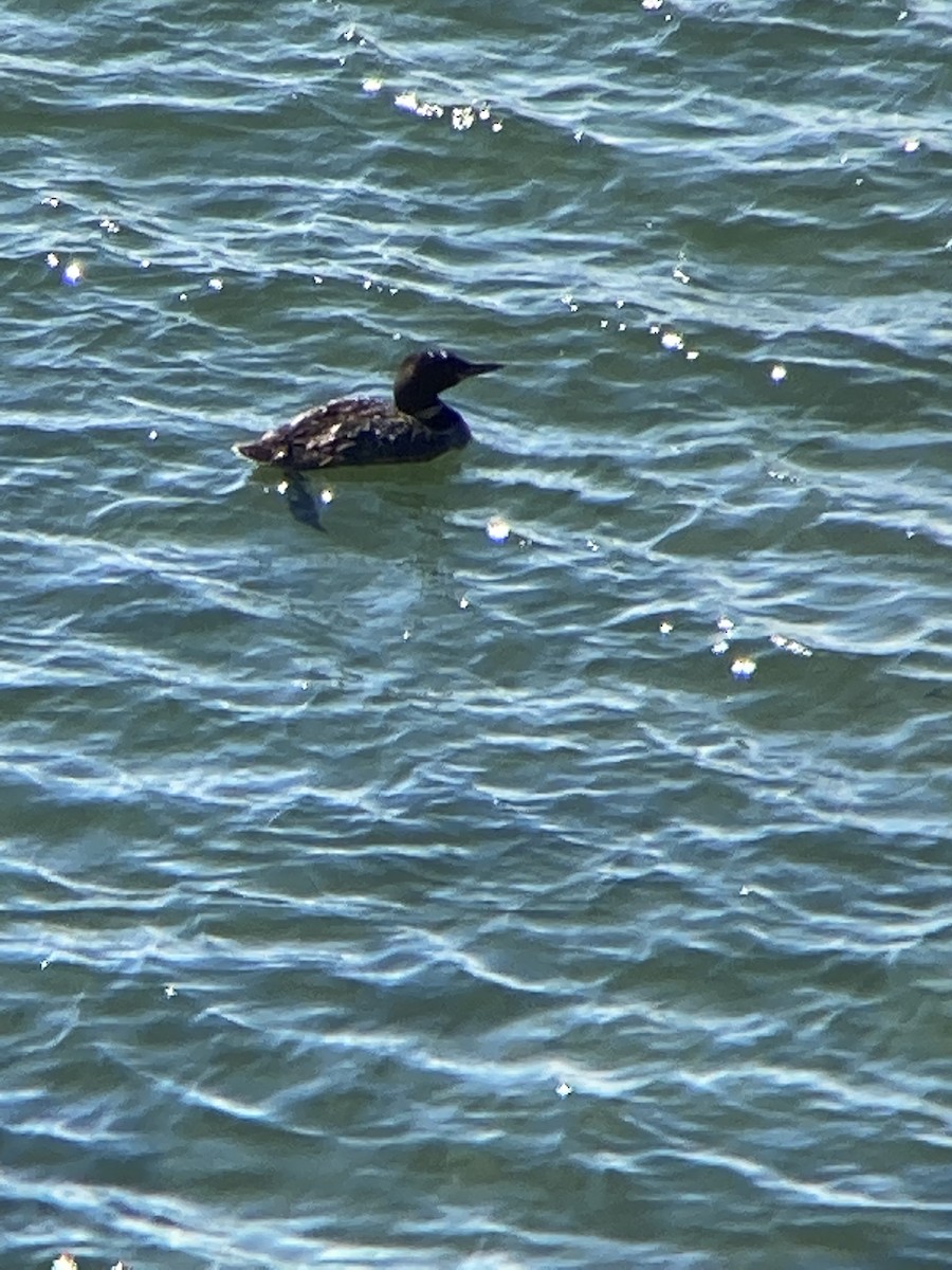 Common Loon - ML258909341