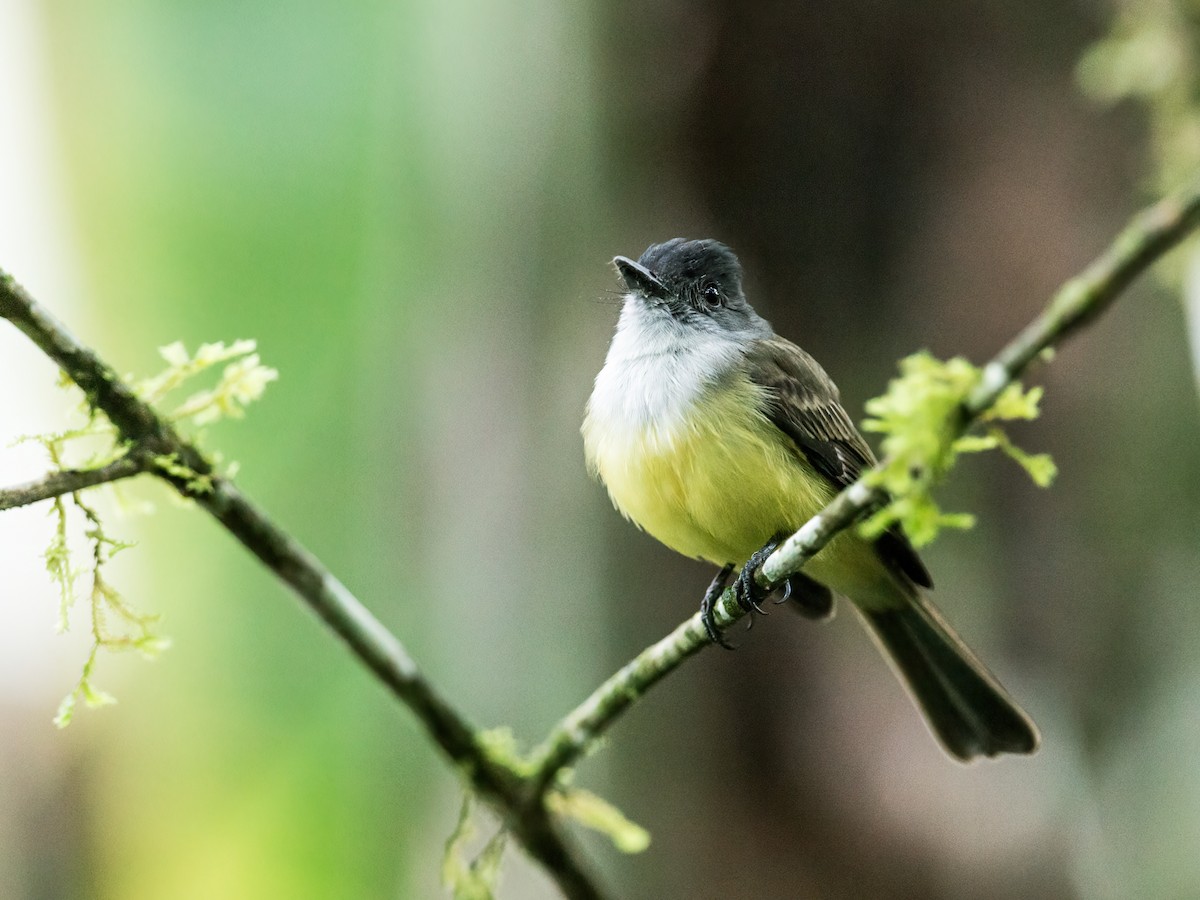 Dusky-capped Flycatcher (nigriceps/atriceps) - ML258909701