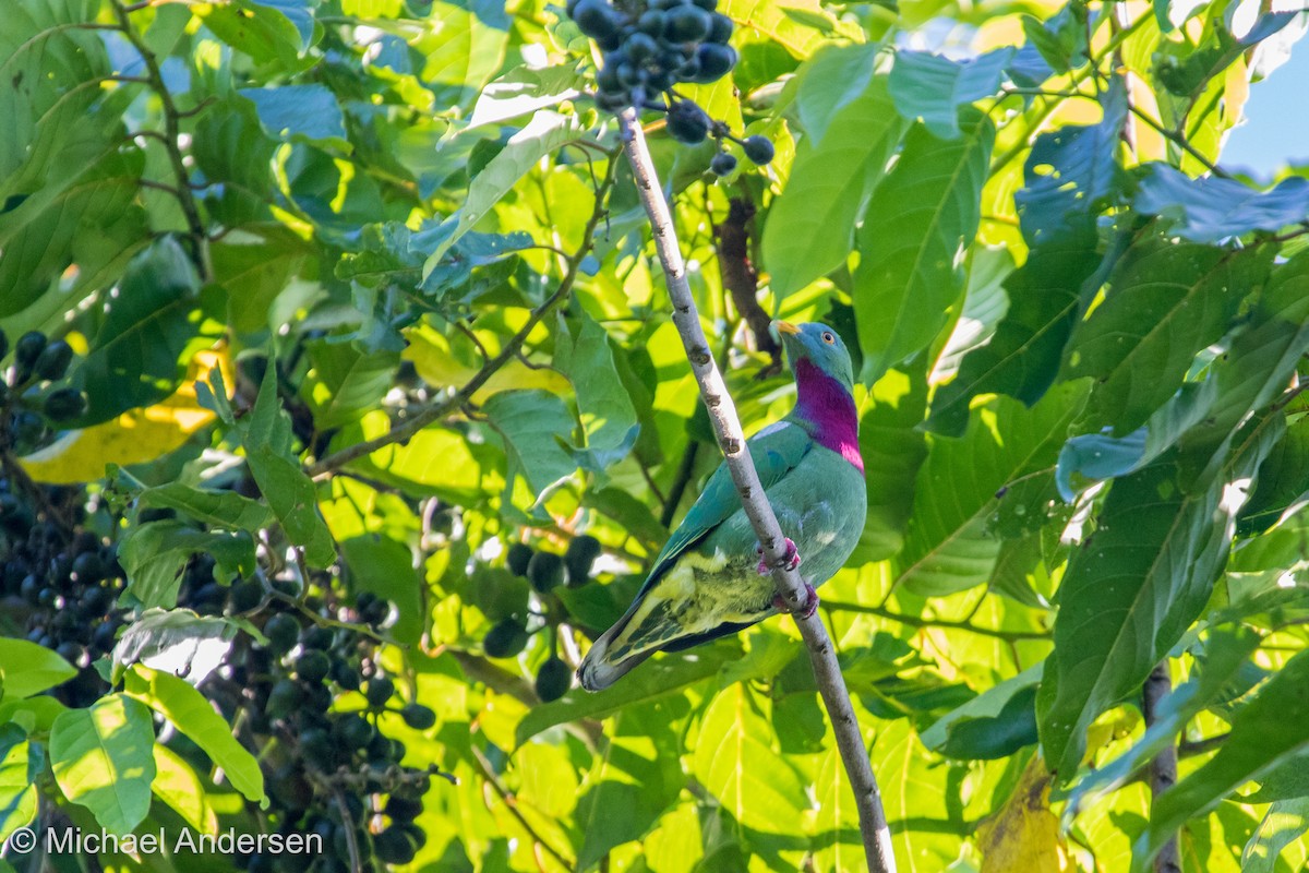 Claret-breasted Fruit-Dove - ML25891131