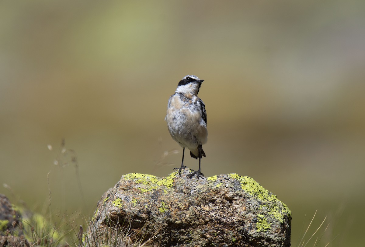 Northern Wheatear (Eurasian) - ML258911471