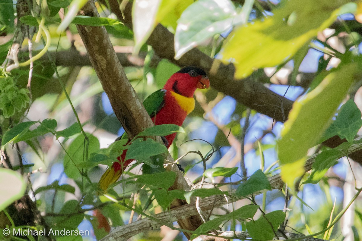 Yellow-bibbed Lory - ML25891221