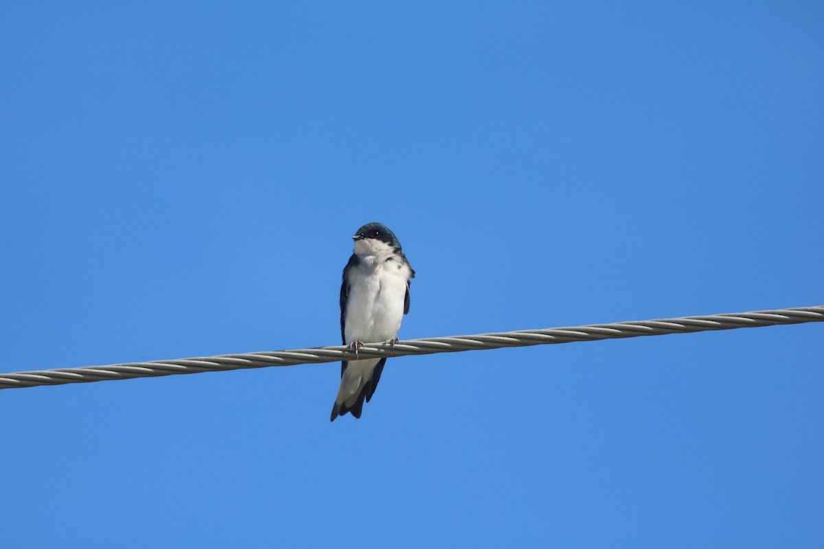 Tree Swallow - ML258912571