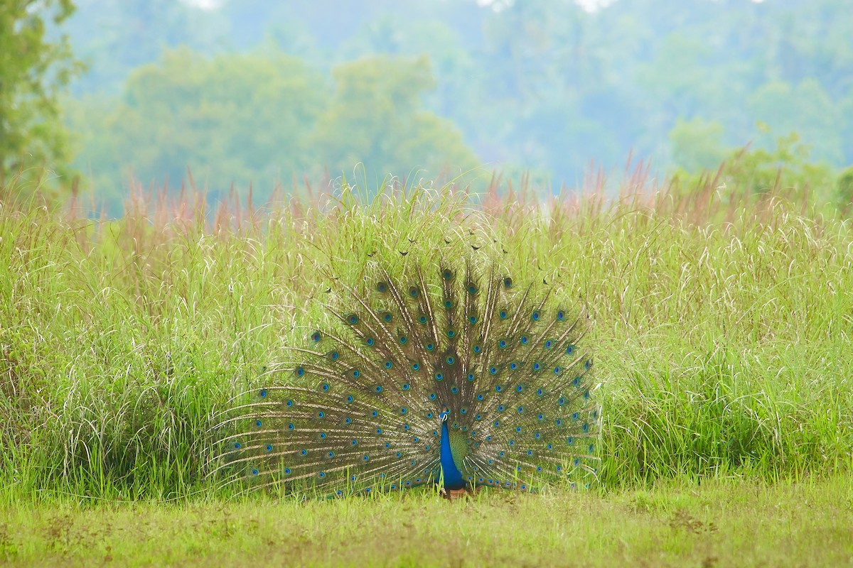 Indian Peafowl - ML258913401