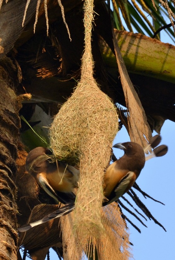 Rufous Treepie - ML258914301