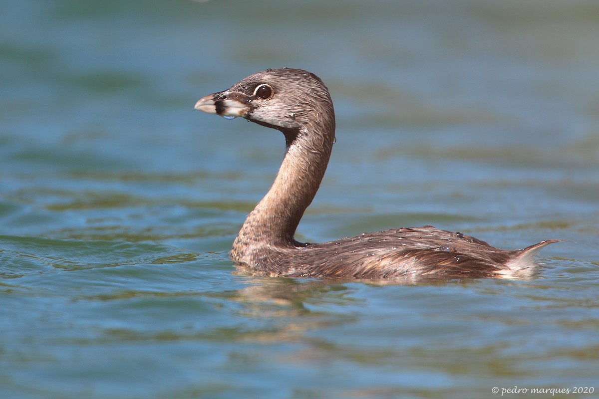 Pied-billed Grebe - Pedro Marques