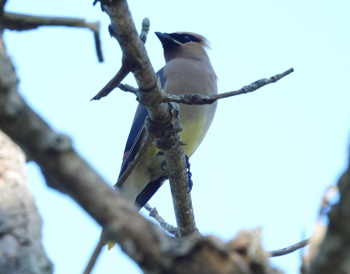 Cedar Waxwing - Fannie Courtier