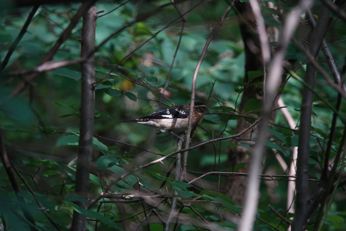 Rose-breasted Grosbeak - ML258916151