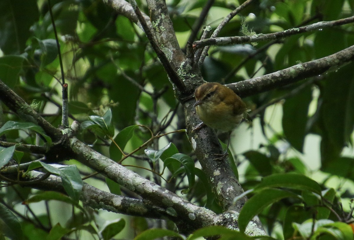 Lompobattang Leaf Warbler - ML258916181