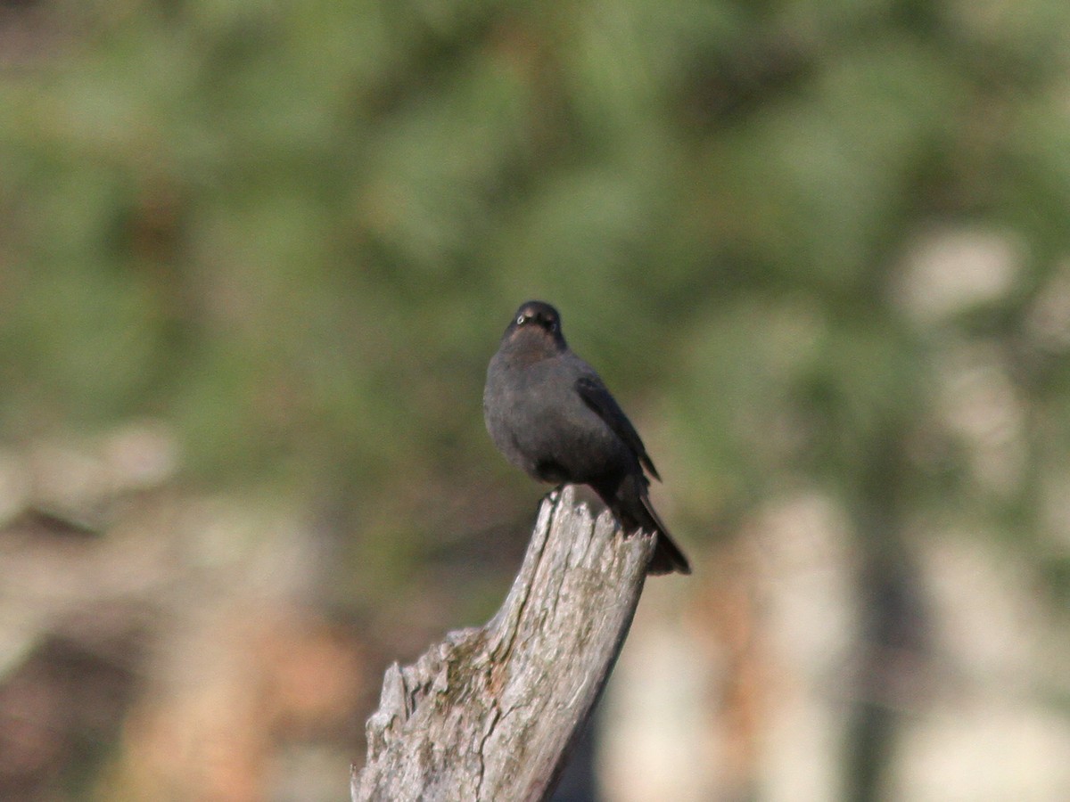 Rusty Blackbird - ML25891741