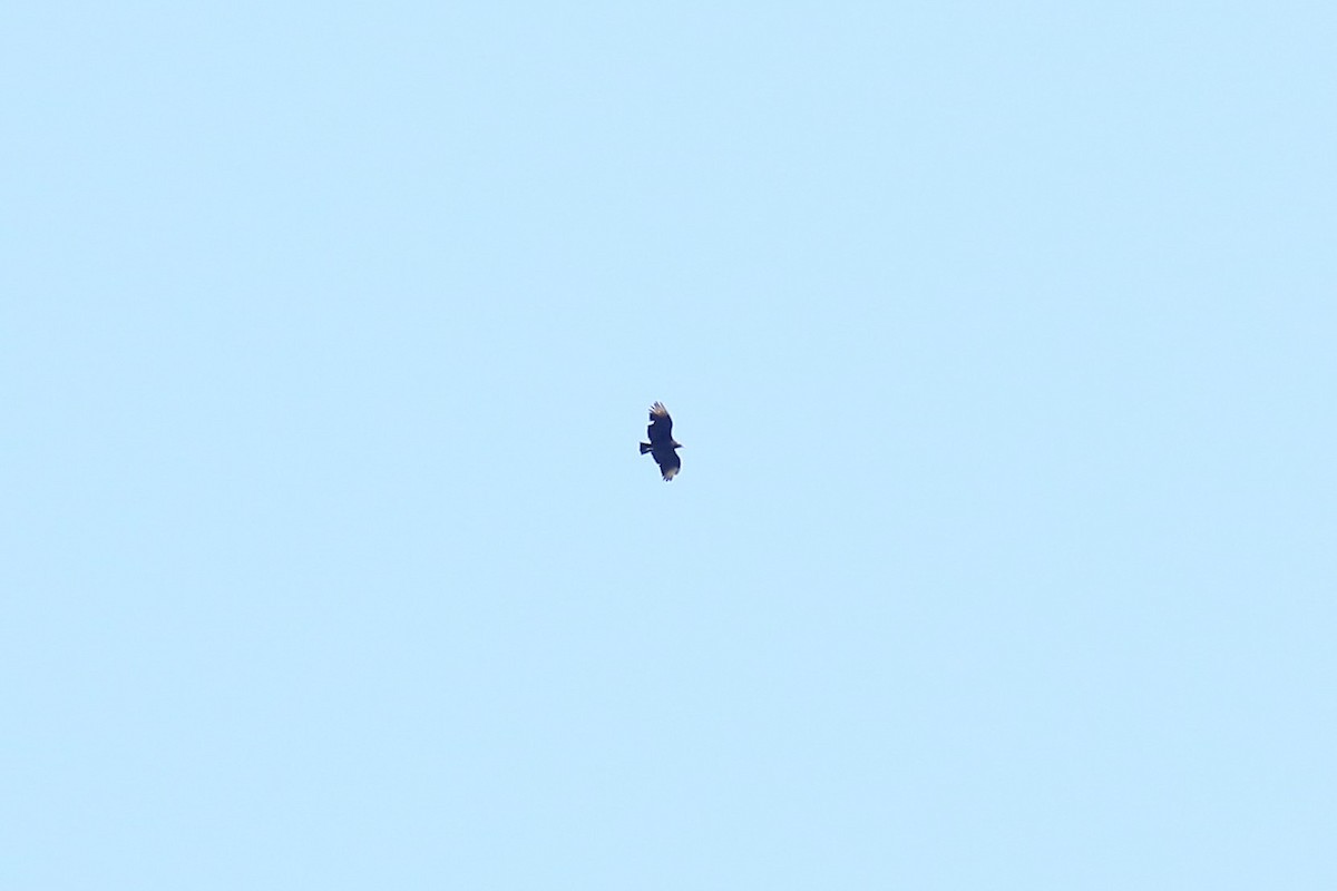 Black Vulture - ML258918271