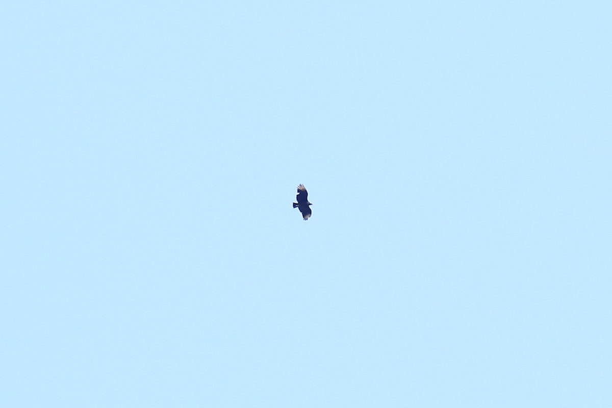 Black Vulture - ML258918271