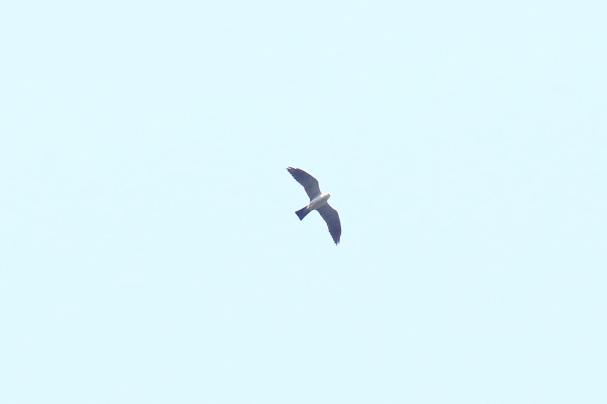 Mississippi Kite - ML258918411