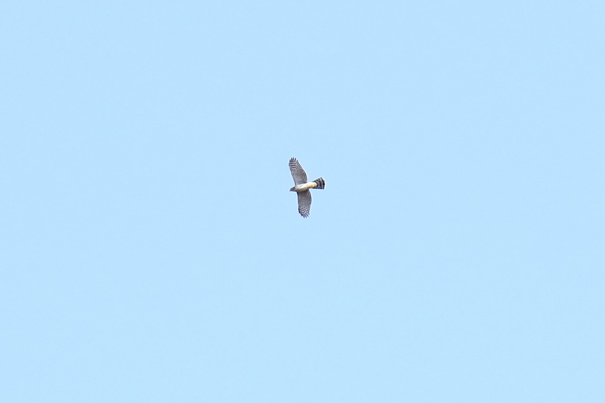 Cooper's Hawk - ML258918561