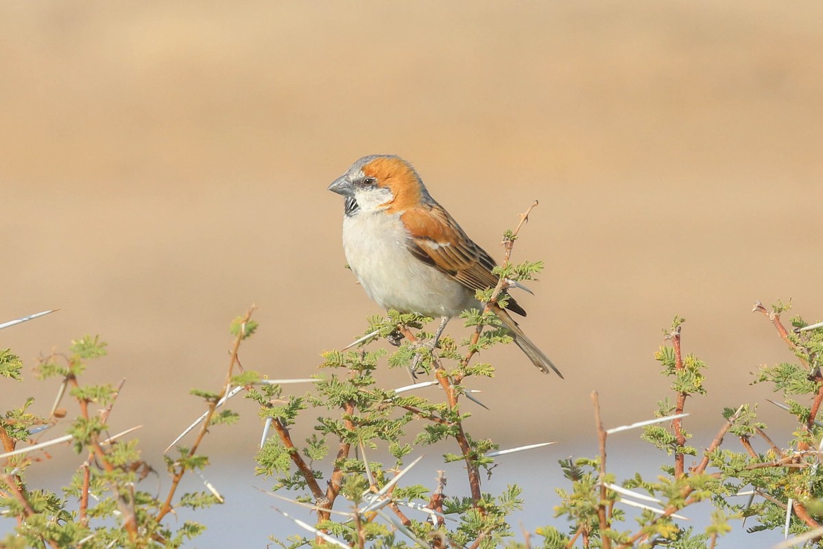 Great Rufous Sparrow - Allison Miller