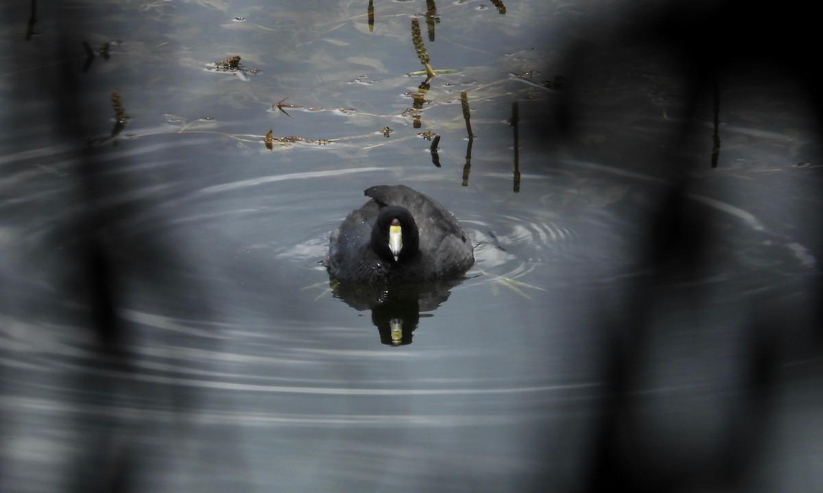 American Coot - ML258922961