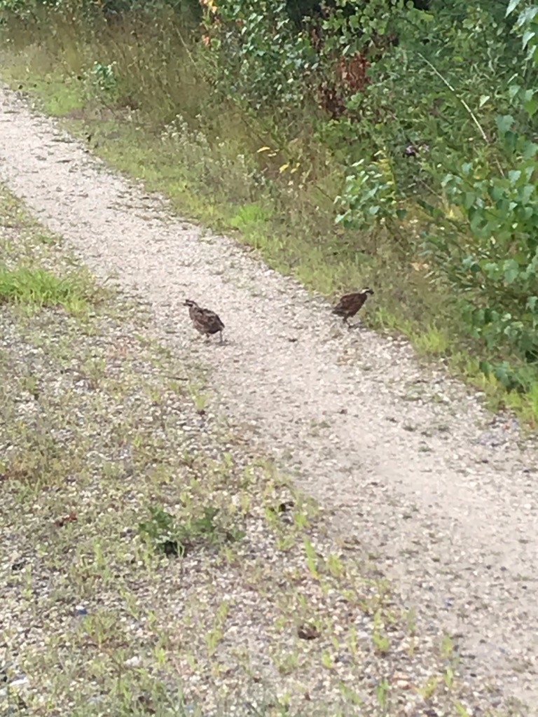 Northern Bobwhite - ML258923871