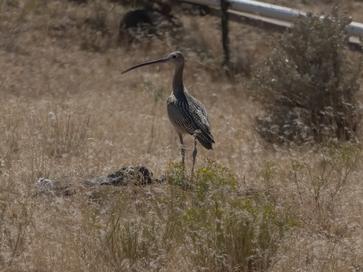 Long-billed Curlew - ML258924331