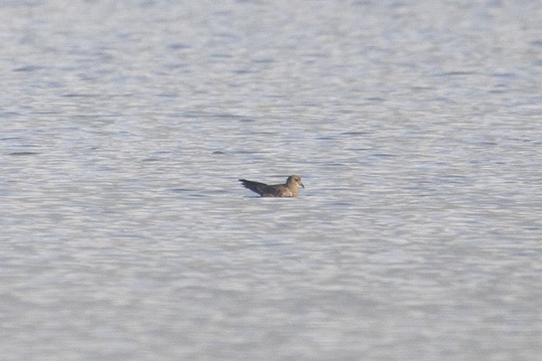 Band-rumped Storm-Petrel - ML258924501