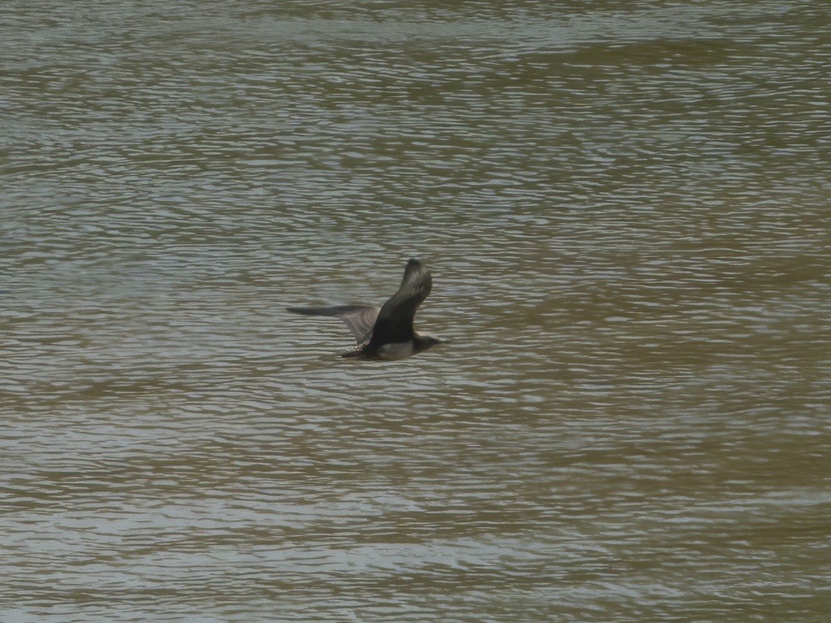 Long-tailed Jaeger - ML258924721