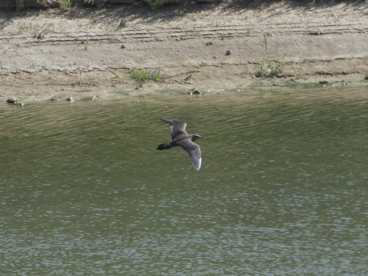 Long-tailed Jaeger - ML258924751