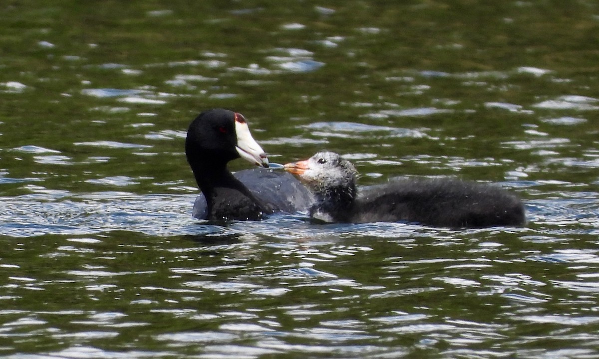 American Coot - ML258926281