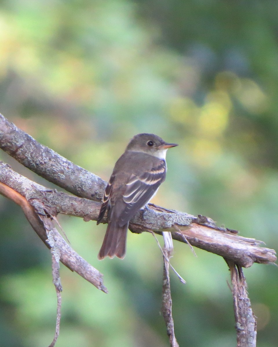 Eastern Wood-Pewee - Tristan Lowery