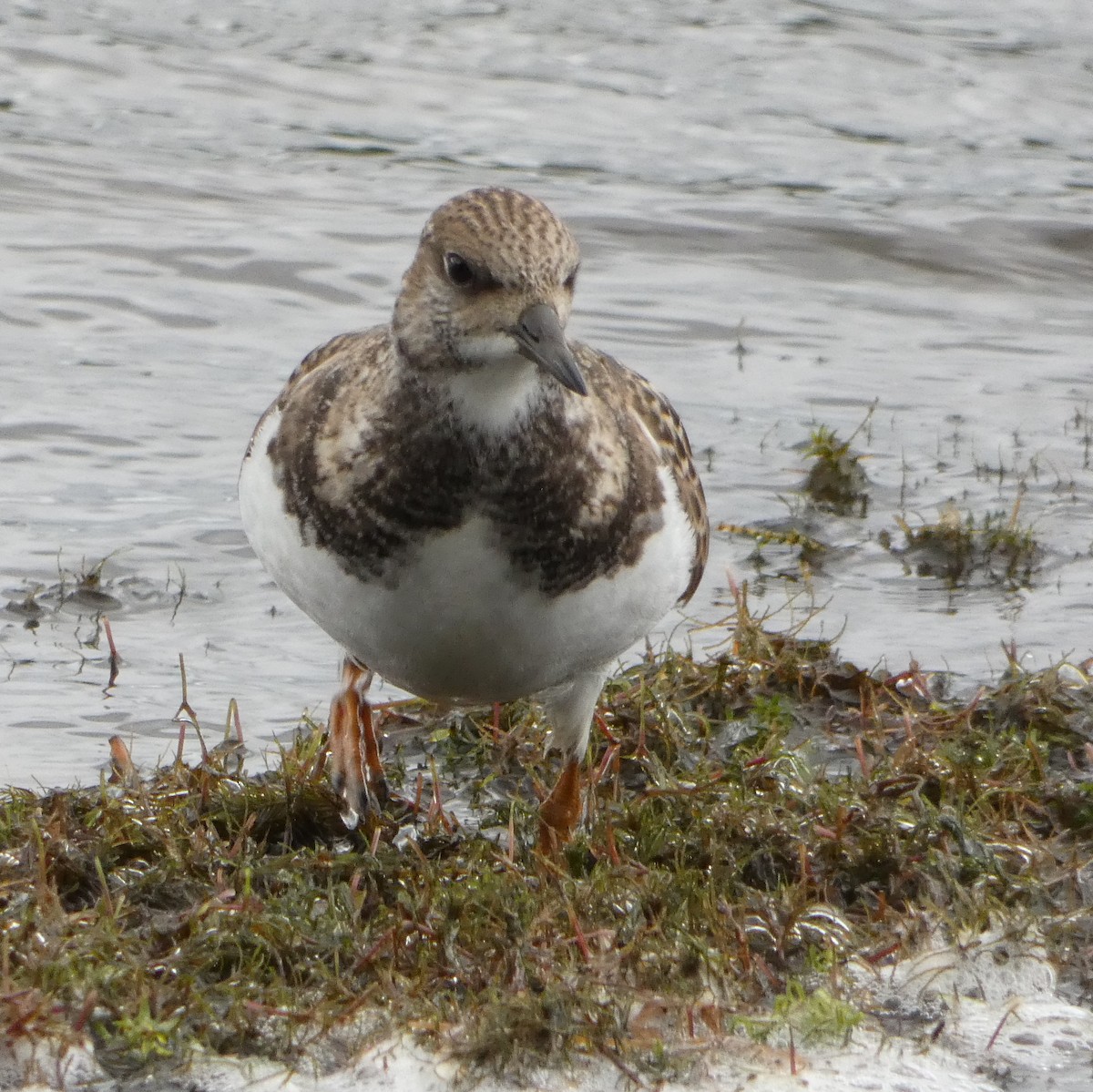 Ruddy Turnstone - ML258929711