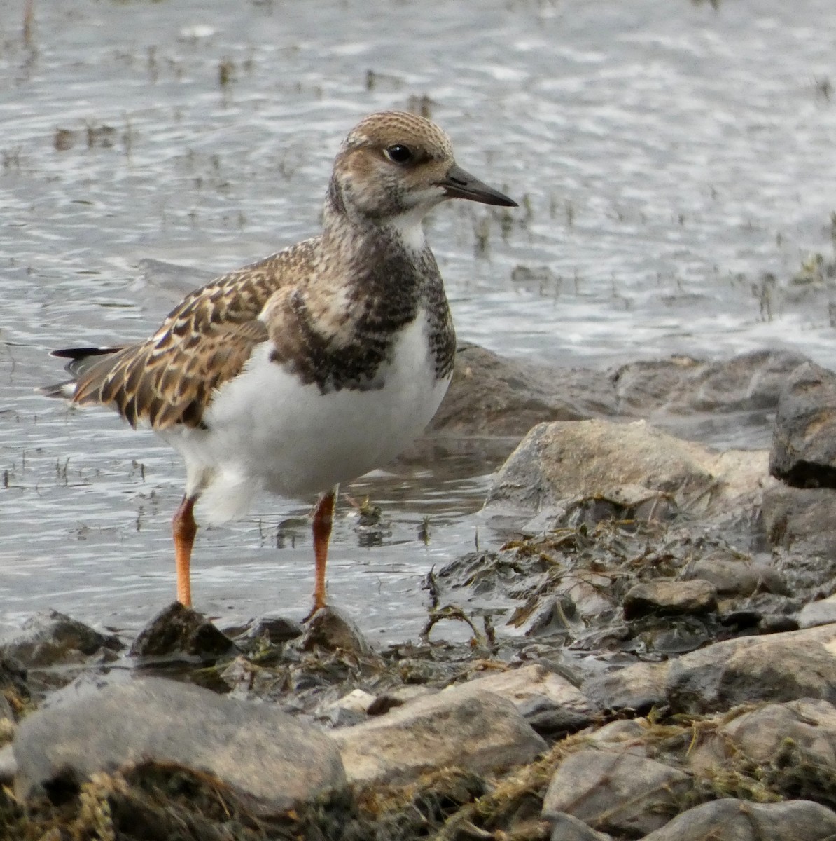 Ruddy Turnstone - ML258932341