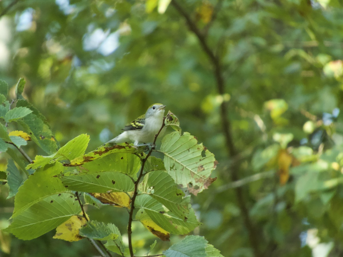 Chestnut-sided Warbler - ML258932821