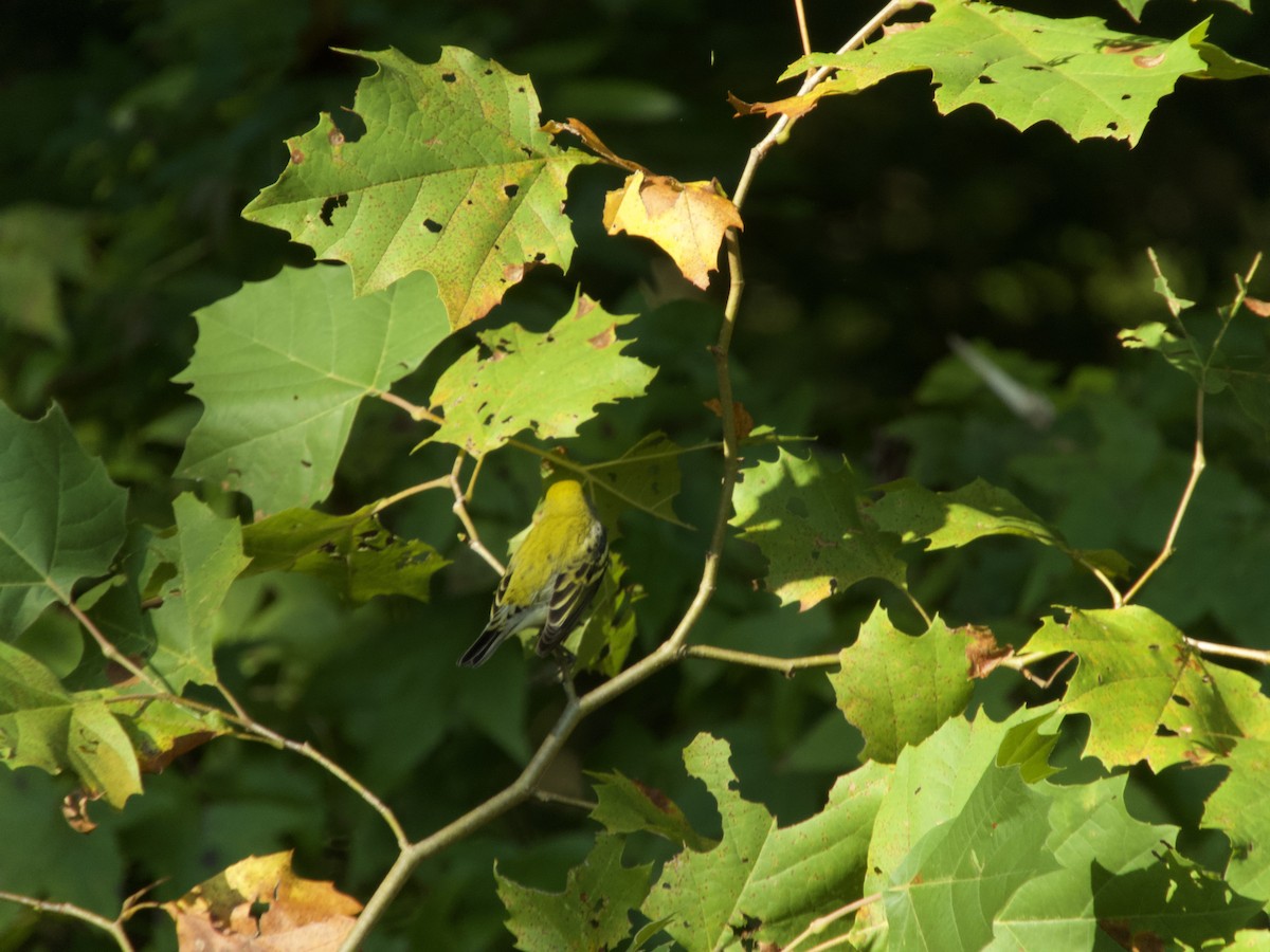 Chestnut-sided Warbler - ML258932941