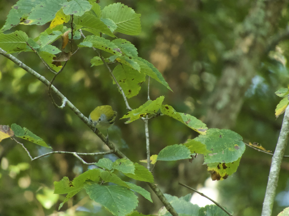 Chestnut-sided Warbler - ML258932981