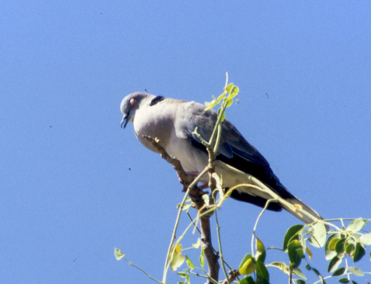 Red-eyed Dove - ML258934001