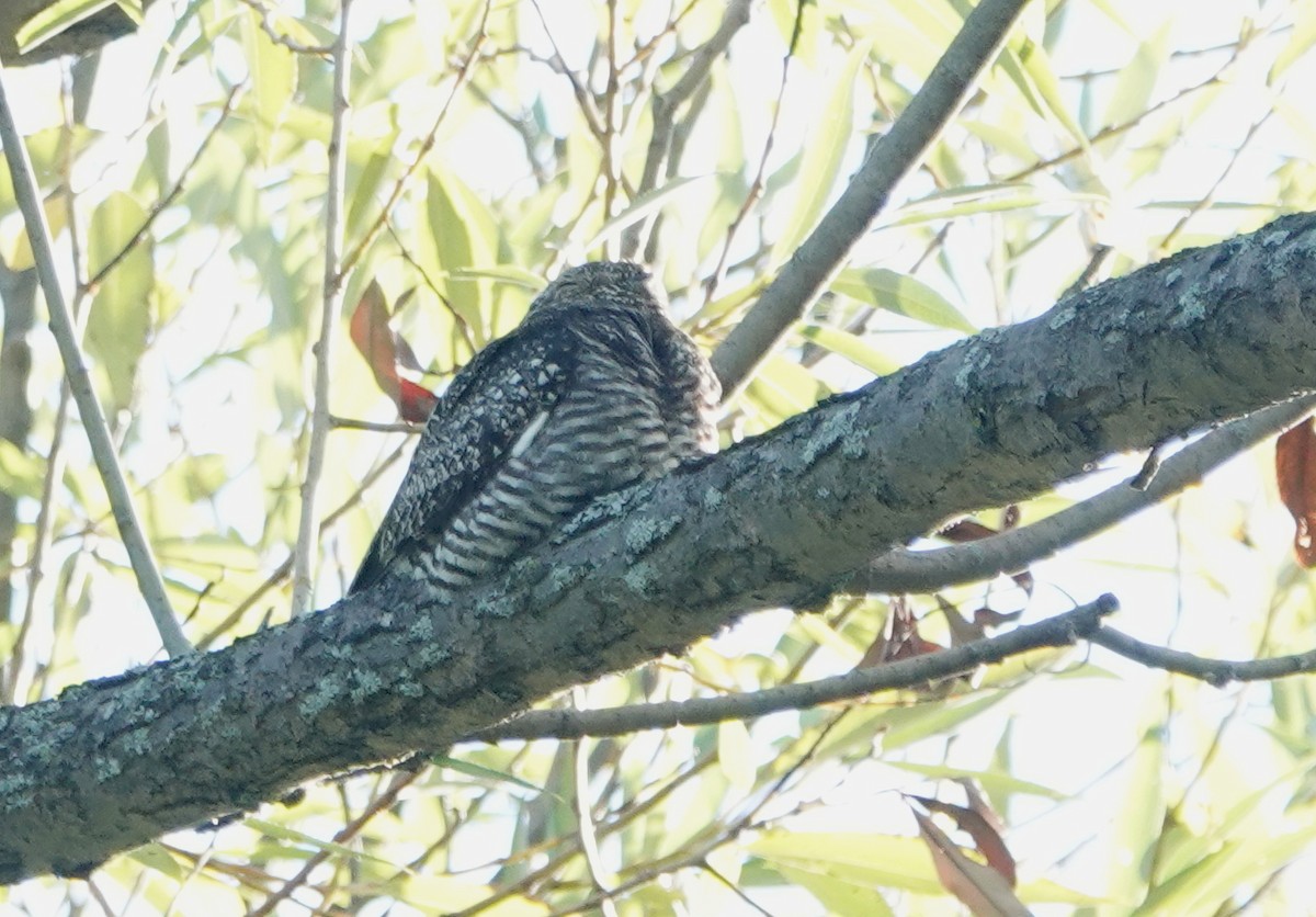 Common Nighthawk - ML258935771