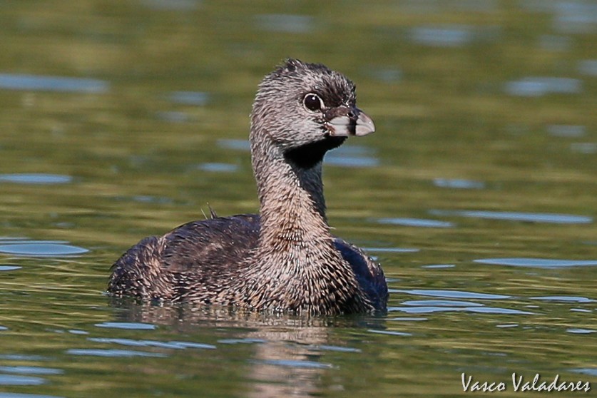 Pied-billed Grebe - Vasco Valadares