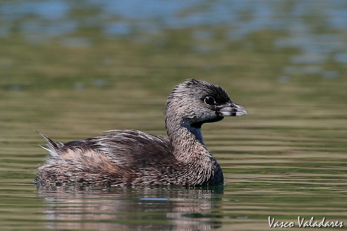 Pied-billed Grebe - Vasco Valadares