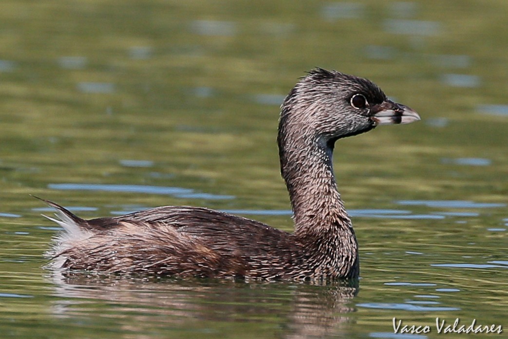 Pied-billed Grebe - Vasco Valadares