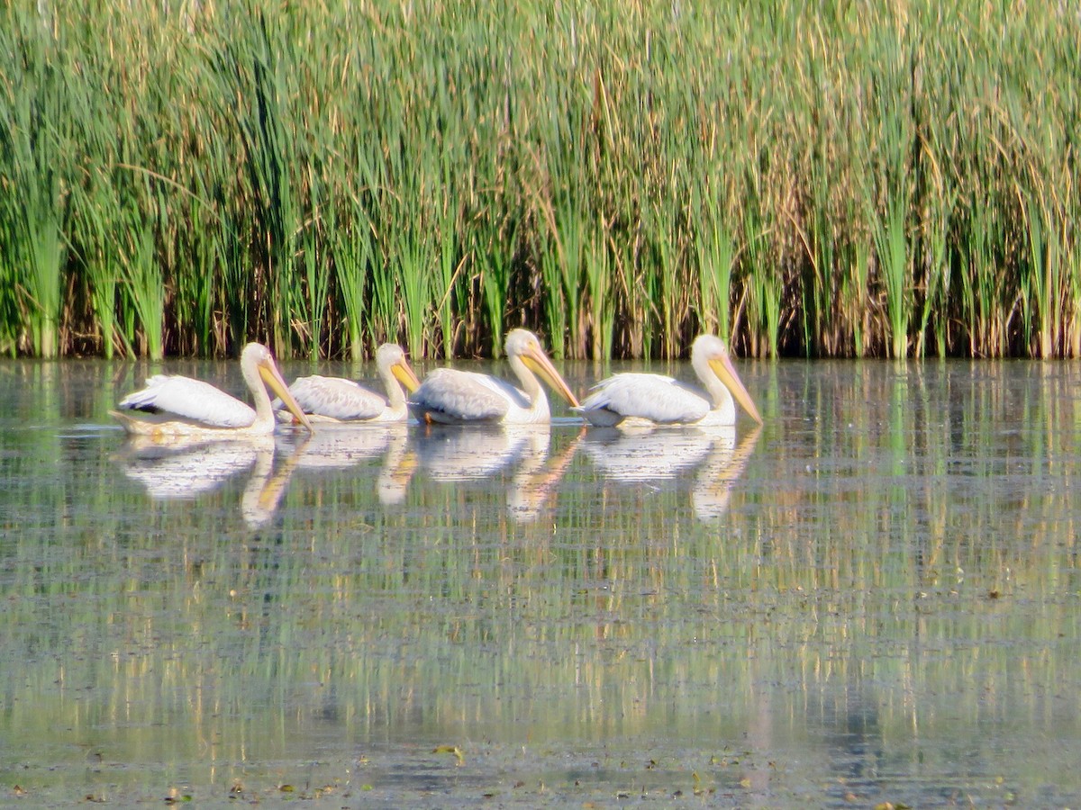 American White Pelican - ML258939881