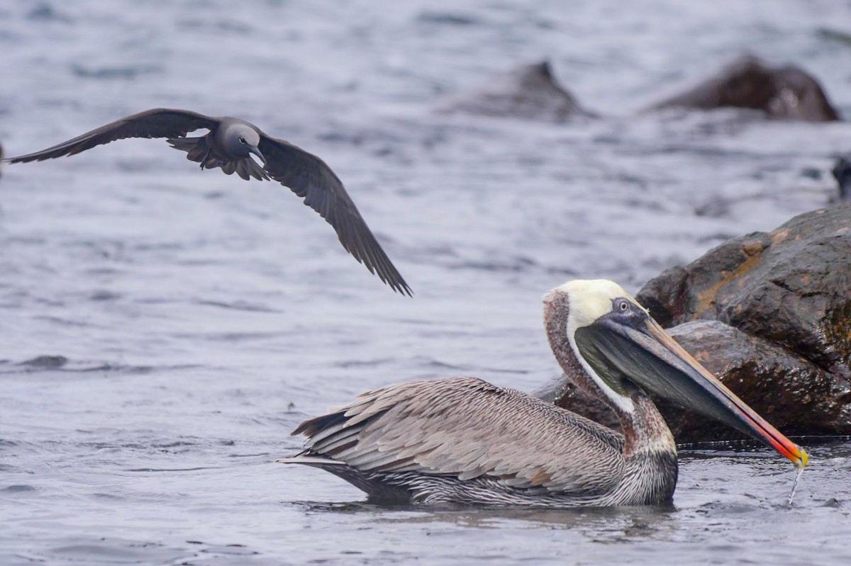 Brown Pelican (Galapagos) - ML258939951
