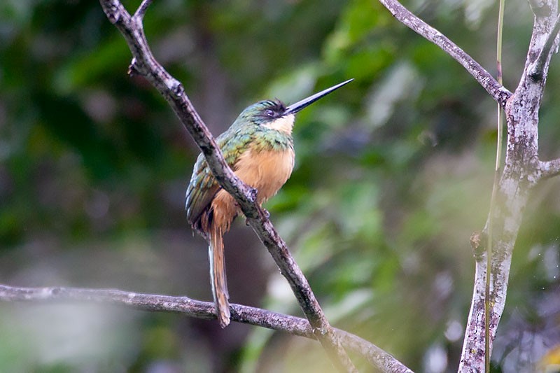 Rufous-tailed Jacamar - ML258940401