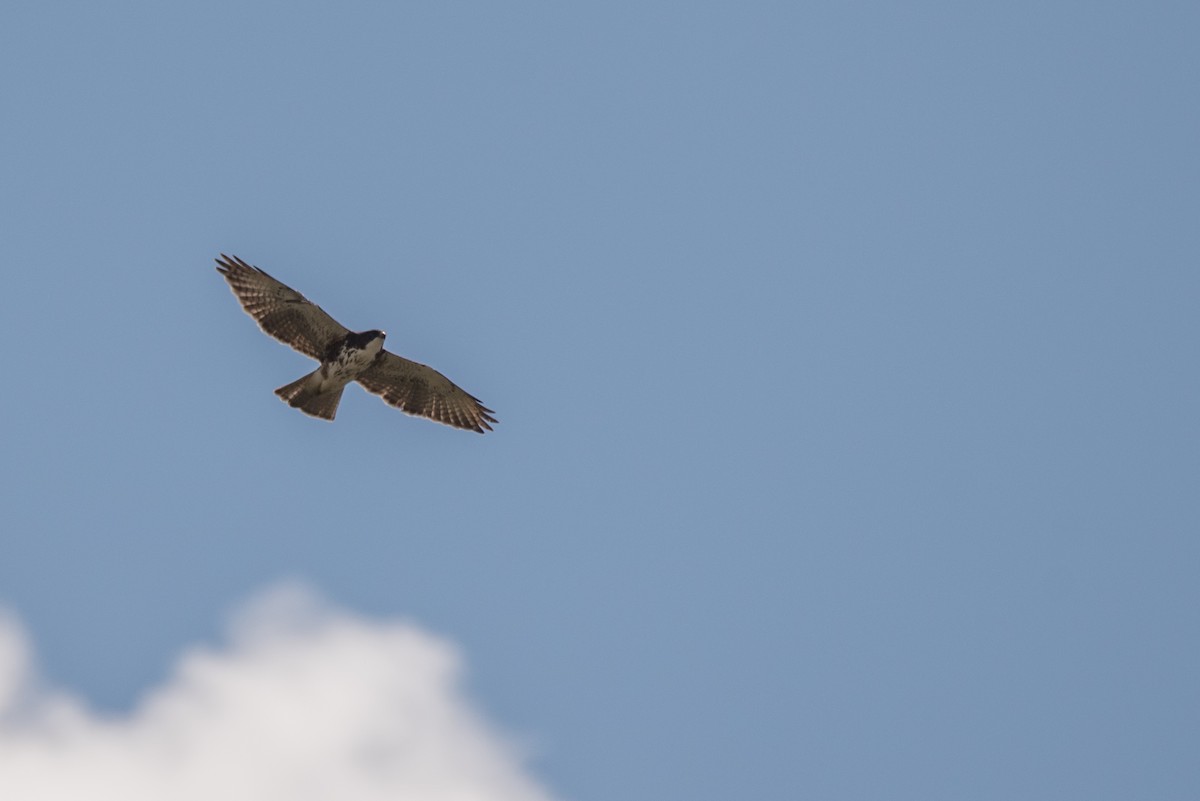 White-throated Hawk - Vicente Pantoja Maggi