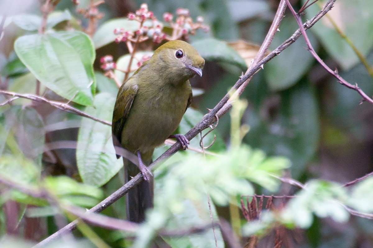 Helmeted Manakin - ML258941171